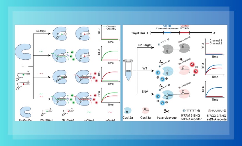 化学与环境工程学院刘翼振课题组硕士生钟嘉玲在Nature Index期刊Analytical Chemistry接连发表2篇CRISPR诊断论文